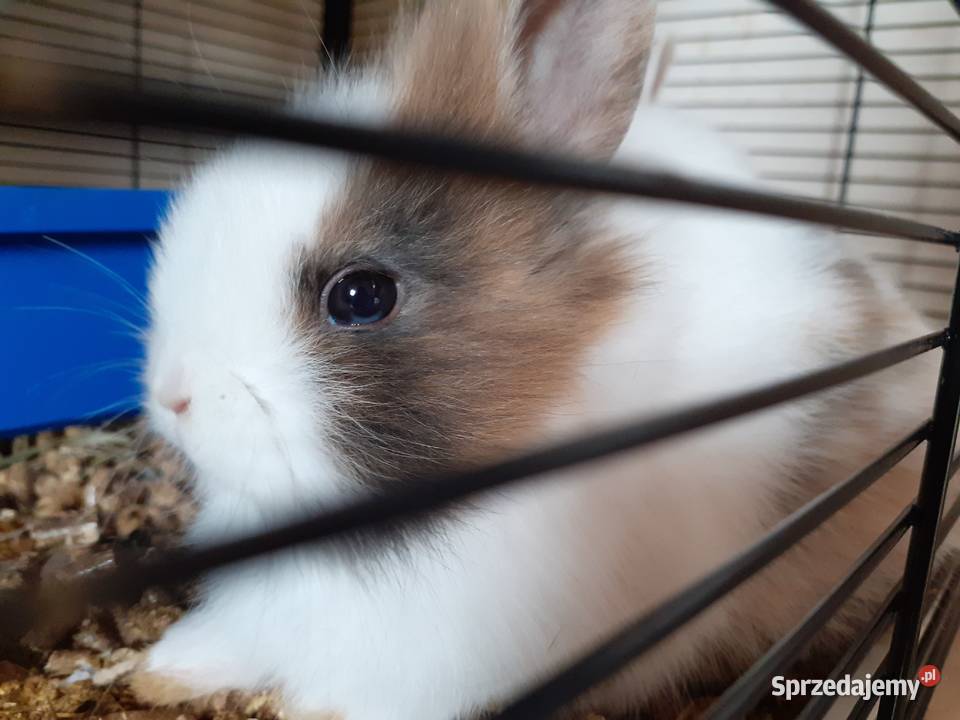 4 miesięczna samica królika miniaturki Gryzonie Białystok