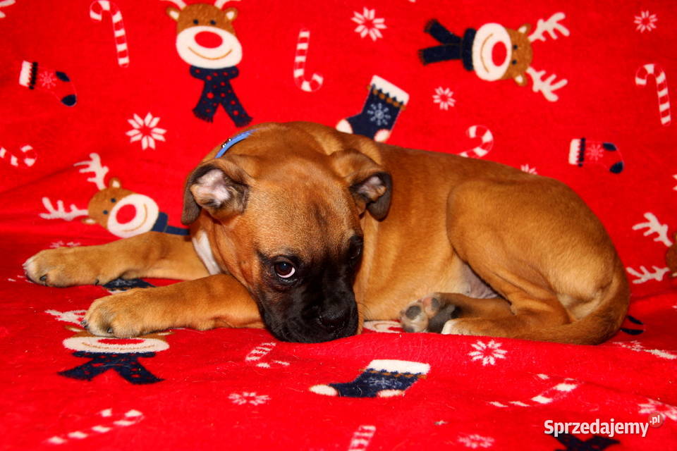 Piesek DOLAR Bokser z hodowli Family Bokser Bokser Łęczna