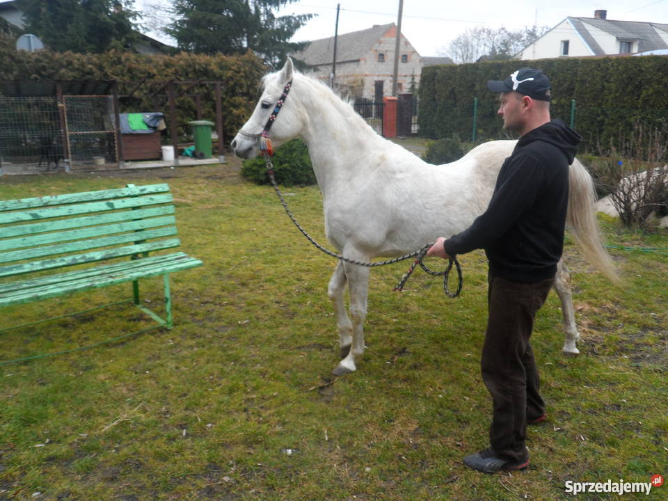 Sprzedam Klacz Arabską z niemieckim pochodzeniem