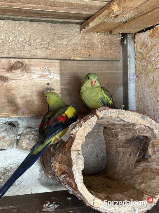 Para papug Bergów mazowieckie Nadma sprzedam
