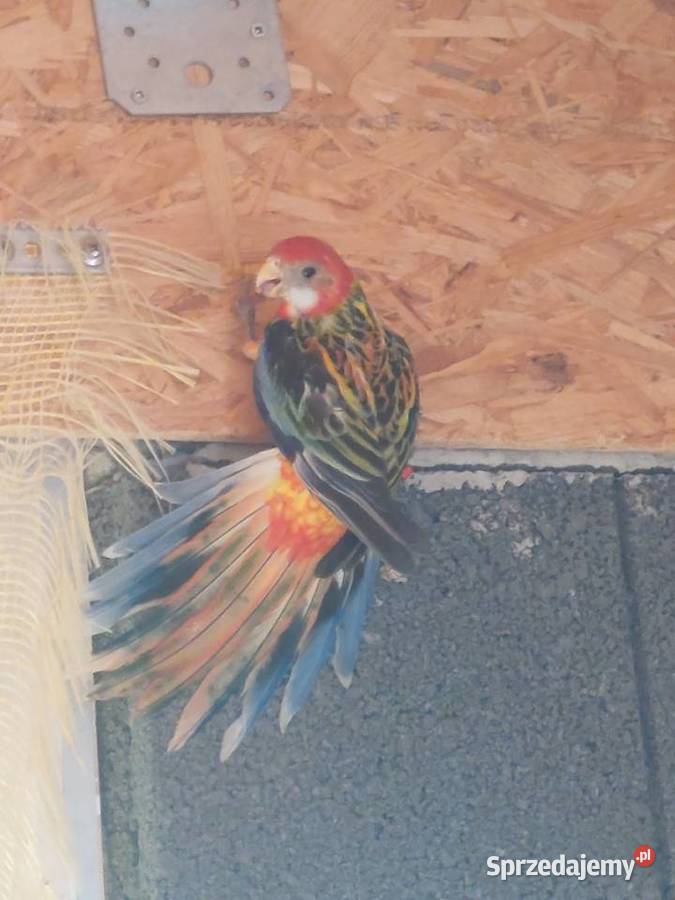 Rozelle ruodsterki Ptaki Ruda Wieczyńska sprzedam