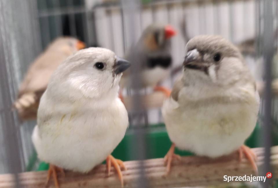 Zeberki amadyny zebrowate młodziutkie Tarnów