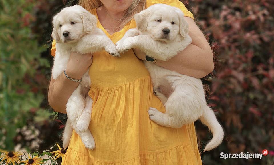Sprzedam szczenięta golden retriever ZkwPFCI kujawsko-pomorskie