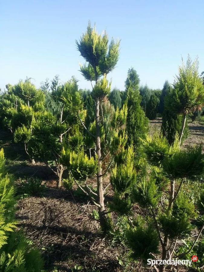 Cyprysik Lawsona Ivonne BONSAI 120180 Warta
