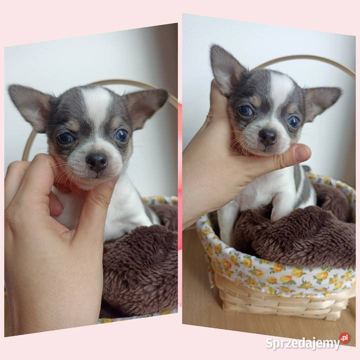 Piesek Chihuahua krótkowłosy niebieski blue łódzkie Bełchatów