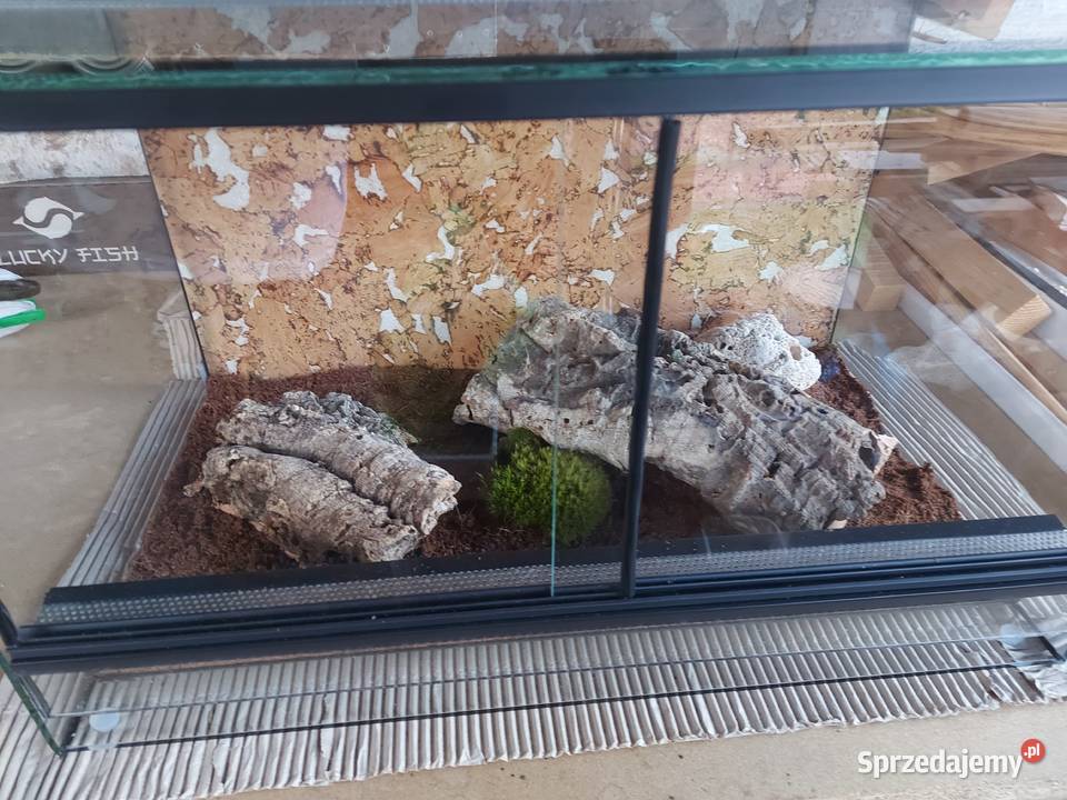 Gekon lamparci terrarium Opole