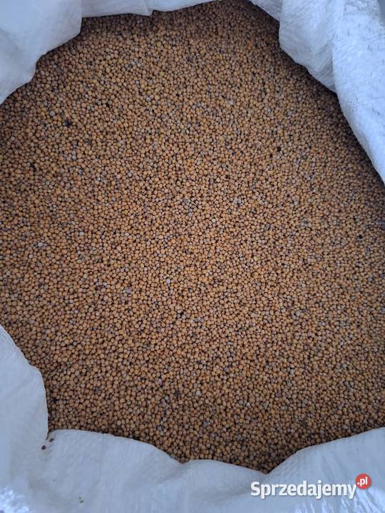 Gorczyca biała Gracja centrali oczyszczona Suchodoły