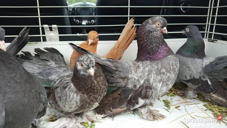 Rostowskie gołębie ozdobne Bochnia