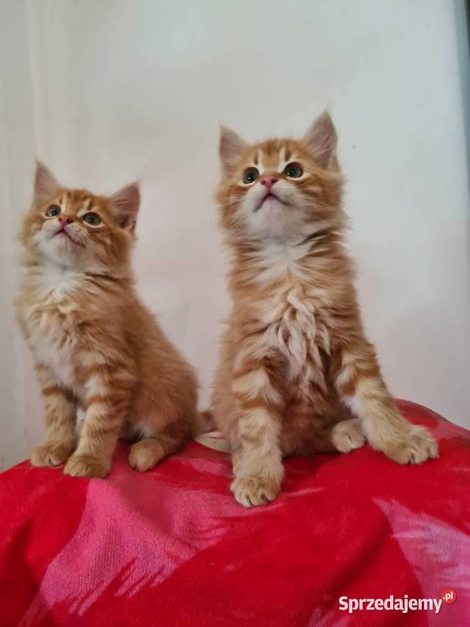 Maine Coon świętokrzyskie