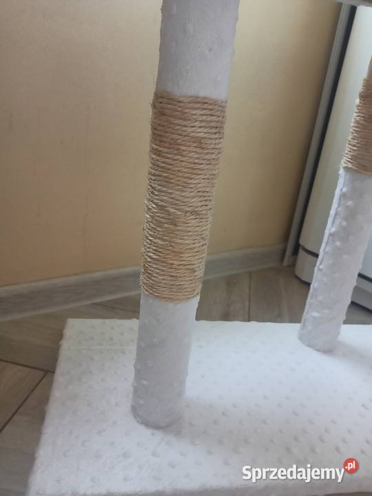 Drapak kota Włocławek