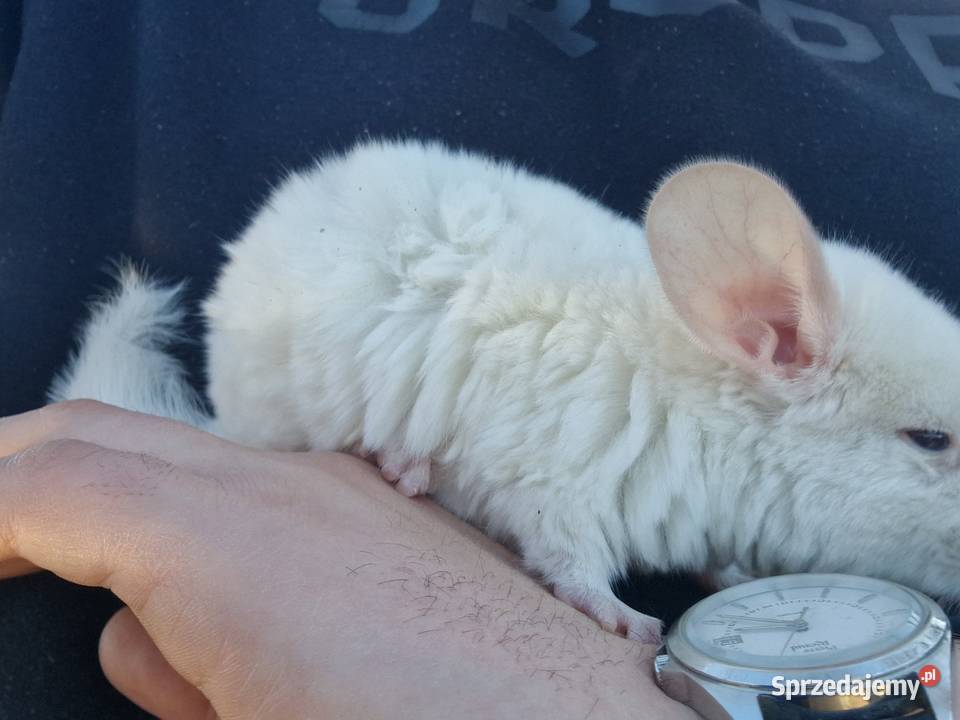 Szynszyl chinchilla biała samiczka Pinczyn sprzedam
