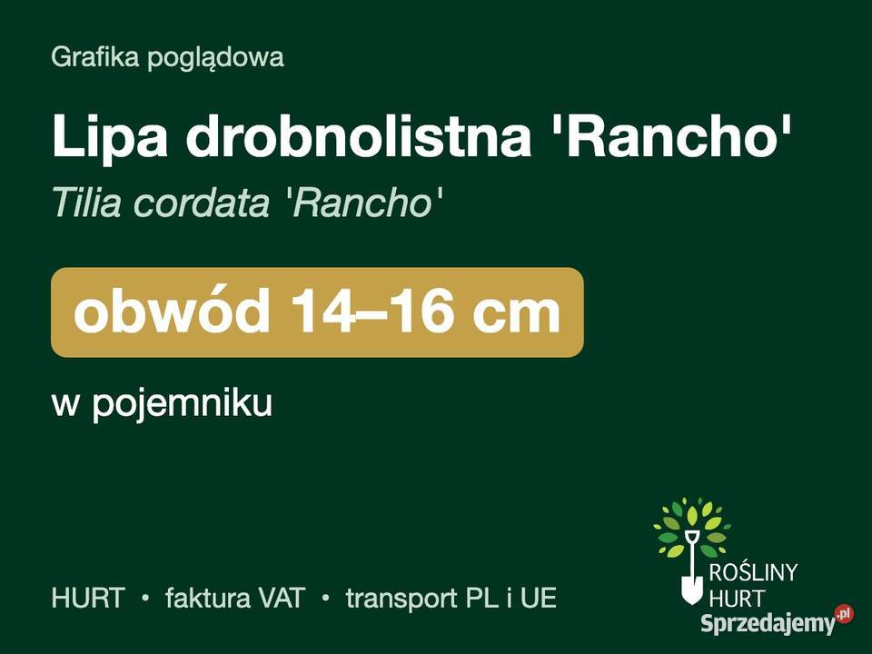Lipa drobnolistna Rancho obwód 1416 w pojemniku sprzedam