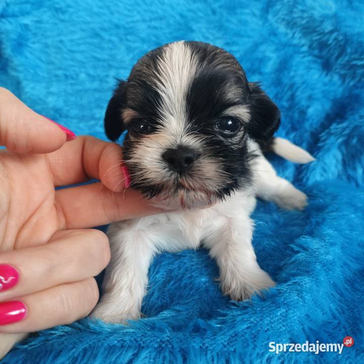 piesk shih tzu do rezerwacji Łążynek