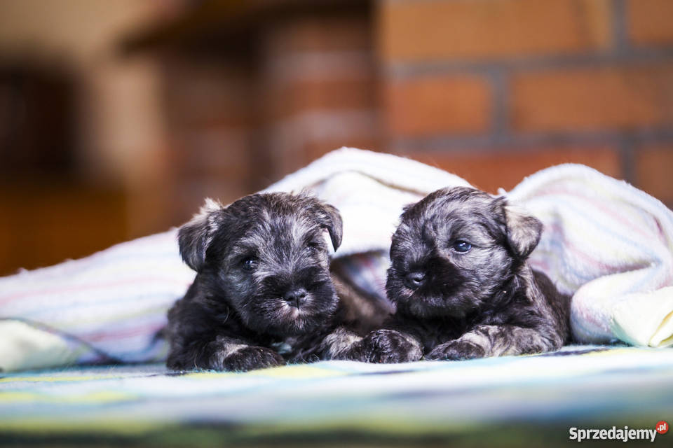 Szczeniaki Sznaucer Miniaturowy Pieprz i Sól Ełk