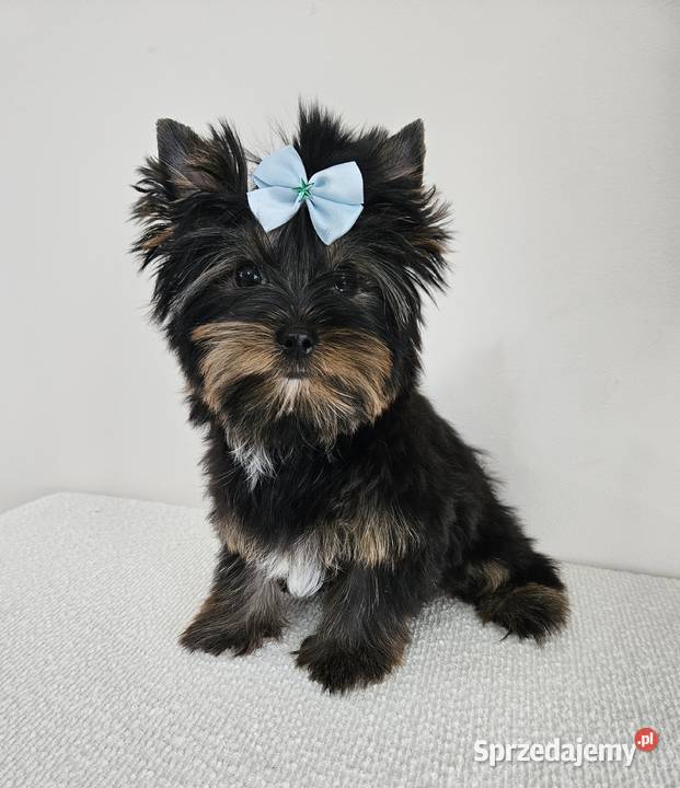 Śliczny York Do Odbioru Z kompletem dokumentów Zwierzęta Brzeg sprzedam