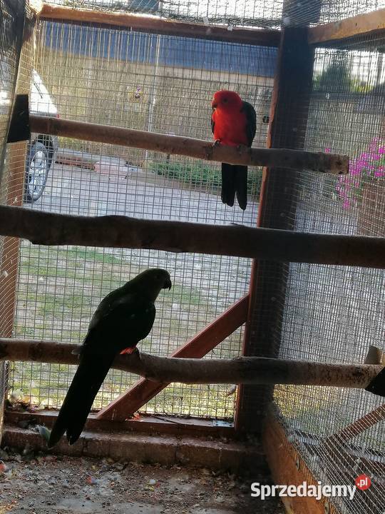 Papugi królewskie szkarłatki para Ptaki Sulbiny