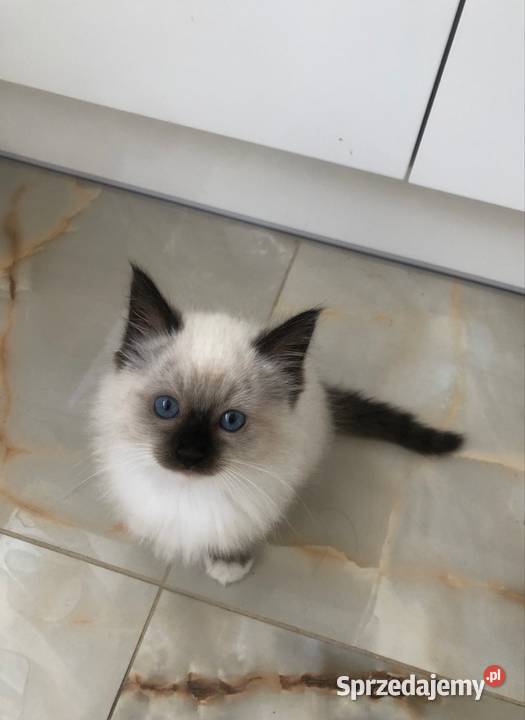 Kotki Ragdoll Olsztyn