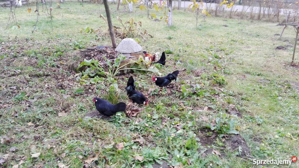 Kury bantamki i seramki Brusy sprzedam