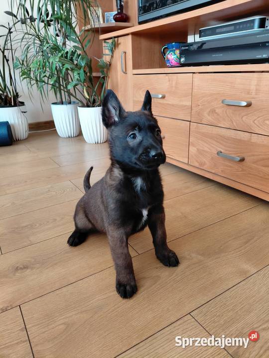 Owczarek belgijski malinois Owczarek Jędrzejów