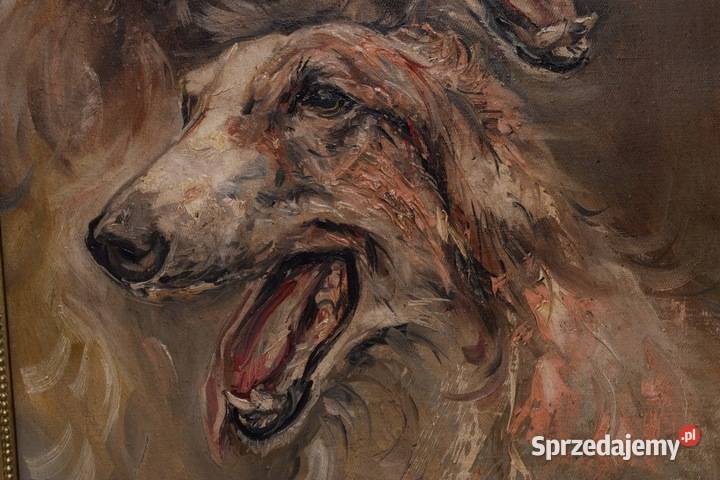 J Fałat Charty Psy Myśliwskie Pies Chart Kraków