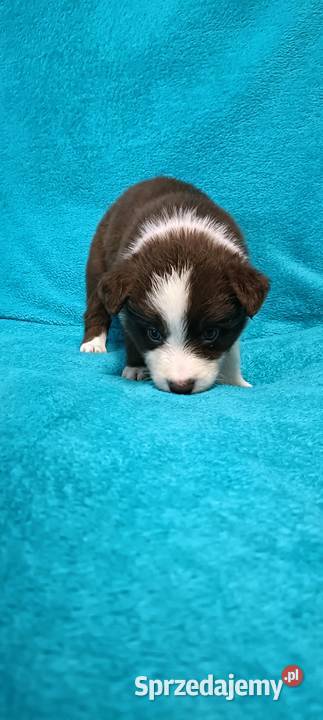 Border Collie szczenięta FCI Lilac niebieskie Nowy Sącz