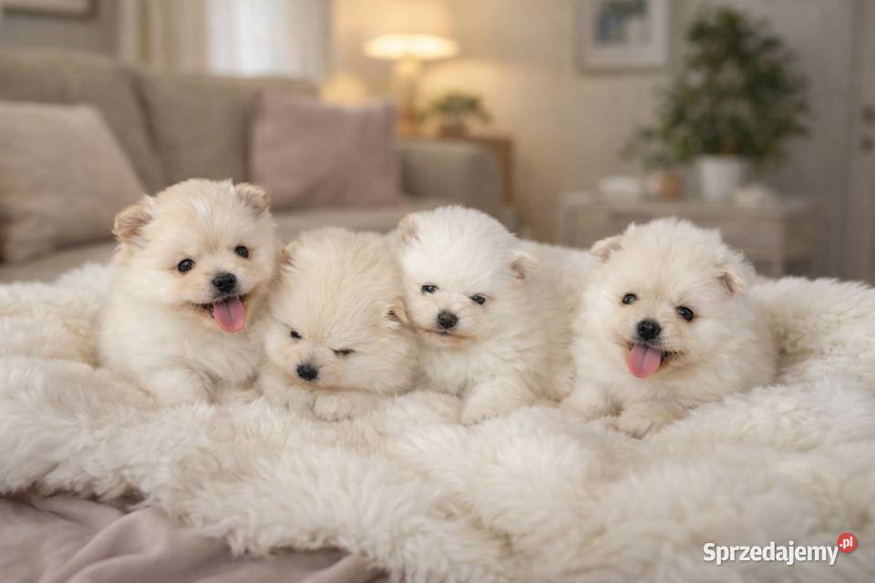 SZPIC MINIATUROWY POMERANIAN PIĘKNE SZCZENIĘTA Szpic miniaturowy Zwierzęta Warszawa sprzedam