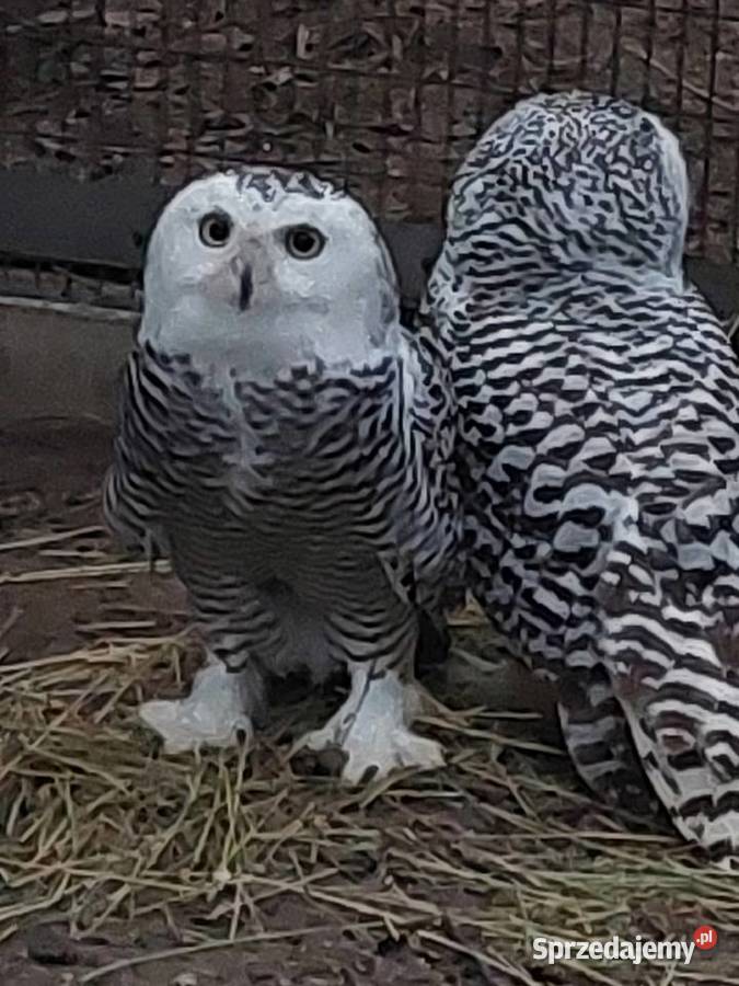 Sprzedam papugi Grodzisk Wielkopolski