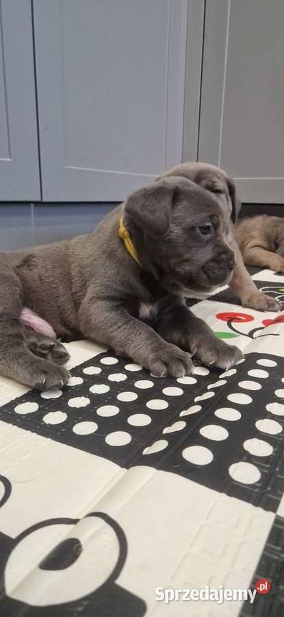 Cane Corso rodowodowe Bychawa