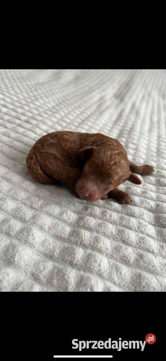 Szczeniaki Pudel Red Toy Nidzica