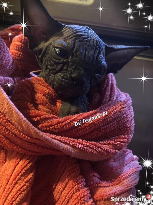 SPHYNX CANADIAN Sfinks Kanada Warszawa Sosnowiec