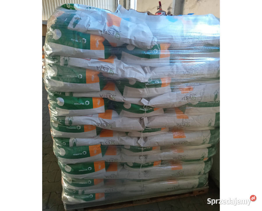 Materiał siewny kukurydza Casandro na ziarno Wieruszów