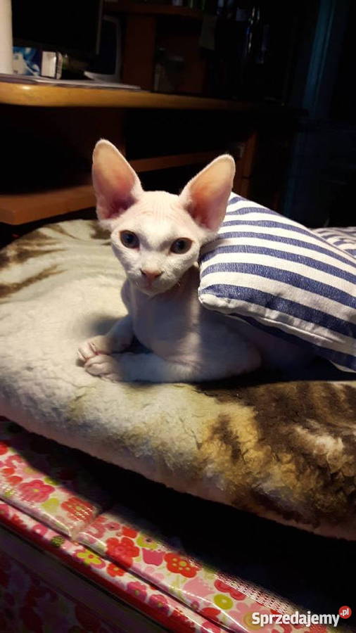 Devon Rex zapowiedź miotu Bystrzyca Kłodzka