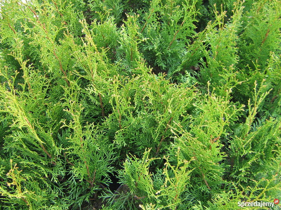 Tuja szmaragd 55zl Idealna na żywopłot Tuje 50 Bratwin
