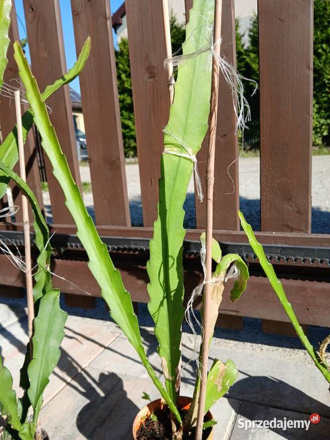 Epiphyllum epifilum kaktus kwitnie na czerwono Nowy Sącz sprzedam