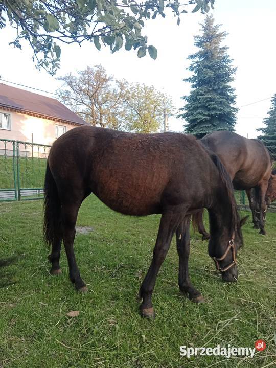 Kara źrebica huculska Tuligłowy