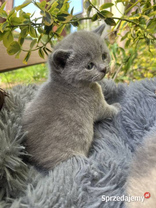Blue boy słodkie brytyjskie kocurki Piorunówek