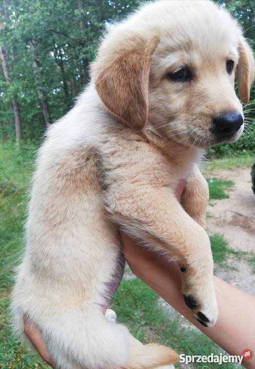 Śliczne goldenki Radomsko