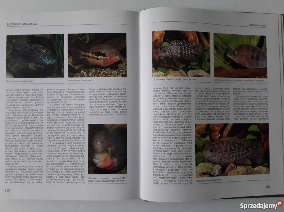 MOJE AKWARIUM Hans J Mayland Rok wydania 1998 Gorzów Wielkopolski