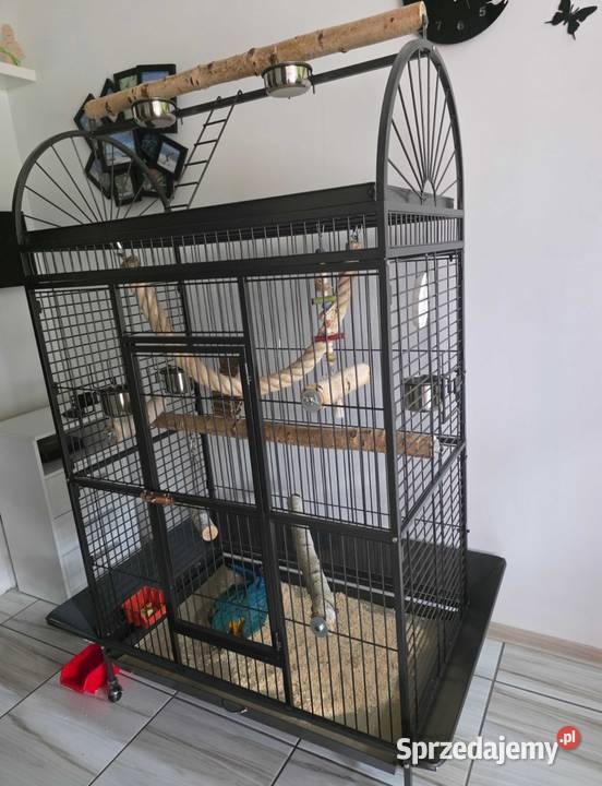 Ara Ararauna samiczka zachodniopomorskie