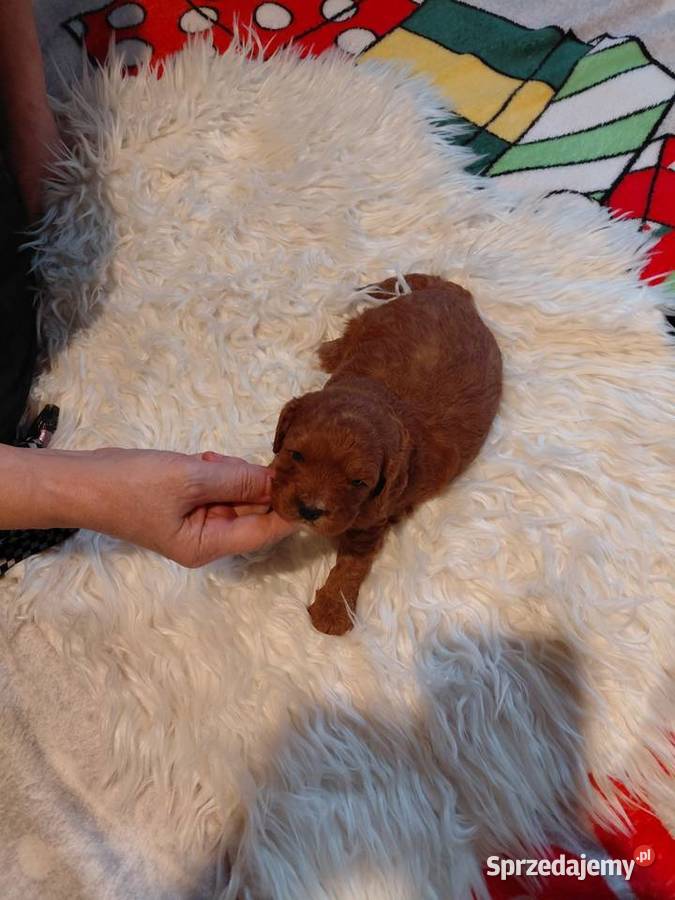 Cavapoo piesek red do rezerwacji Wyszków