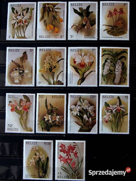 Belize storczyki wielkopolskie Oborniki