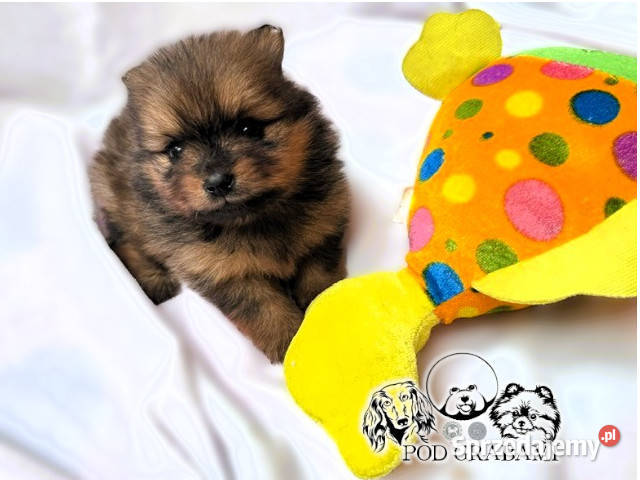 Szczeniaki pomeranian ZKwPFCI Szpic miniaturowy Pruszcz Gdański