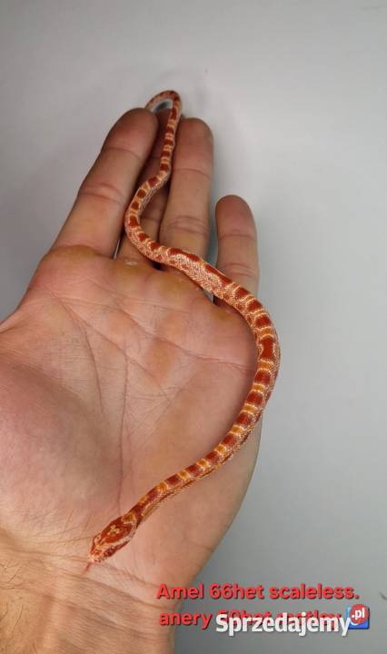 Węże zbożowe młode