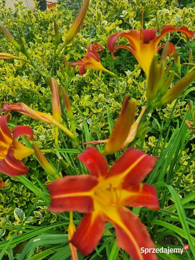 Liliowiec wiele Kolorów