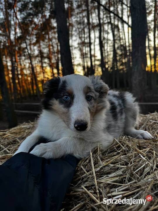 Owczarek szkocki collie Owczarek Zakrzewo