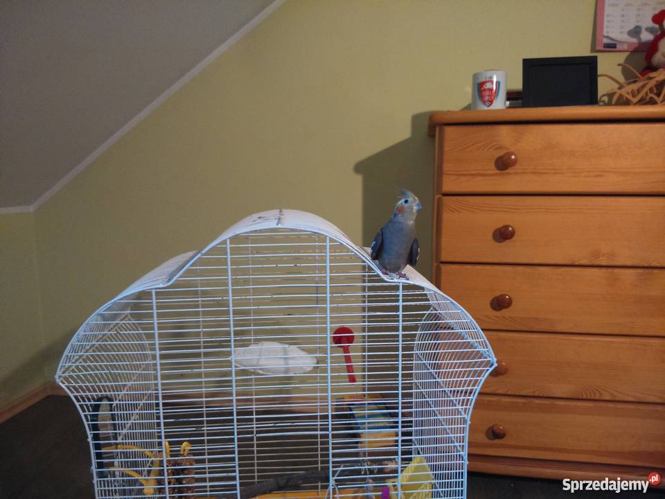 oddam w ręce papugę nimfę Warszawa