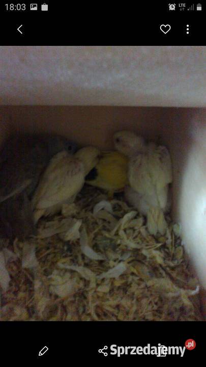 Stokówki prążkowanekatarzynki Pobiedziska