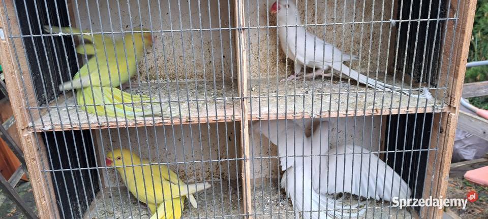 Papugi aleksandretty obrożne Konin