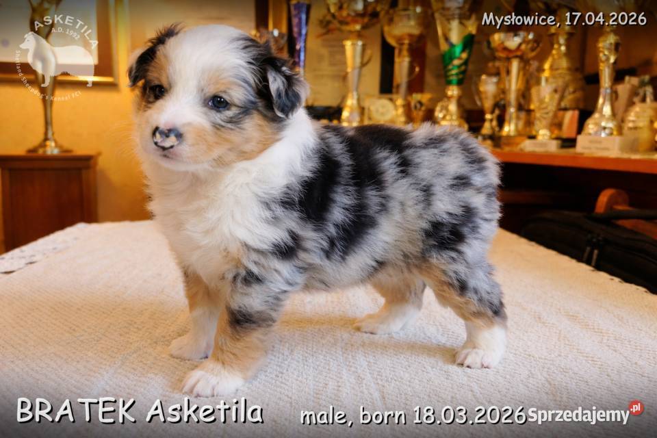 Owczarek szetlandzki szczenię na sprzedaż śląskie Mysłowice