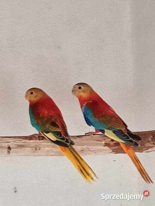 Łąkówka turkusowa opalowa śląskie Rybnik